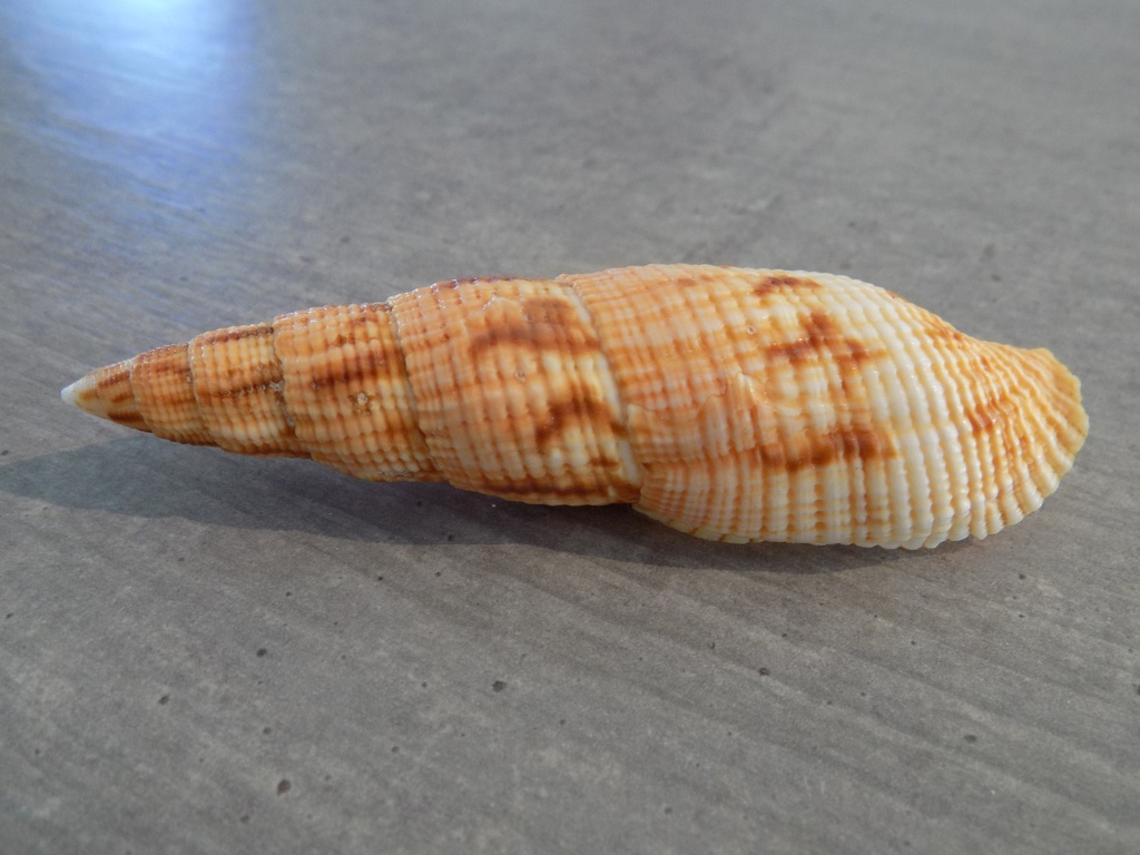 MITRIDAE MITRA Nautilus 2